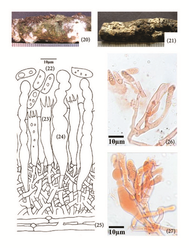Details are in the caption following the image Details are in the caption following the image