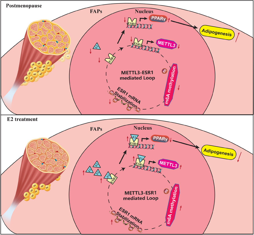 Oestrogen suppresses the adipogenesis of fibro/adipogenic progenitors through reactivating the METTL3–ESR1-mediated loop in post-menopausal females