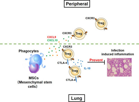 Mesenchymal stem cells prevent overwhelming inflammation and reduce infection severity via recruiting CXCR3+ regulatory T cells
