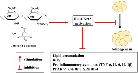 Heme oxygenase-1 induction by gallic acid-g-chitosan is an important event in modulating adipocyte differentiation