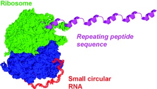 Rolling Circle Amplification in a Prokaryotic Translation System Using Small Circular RNA