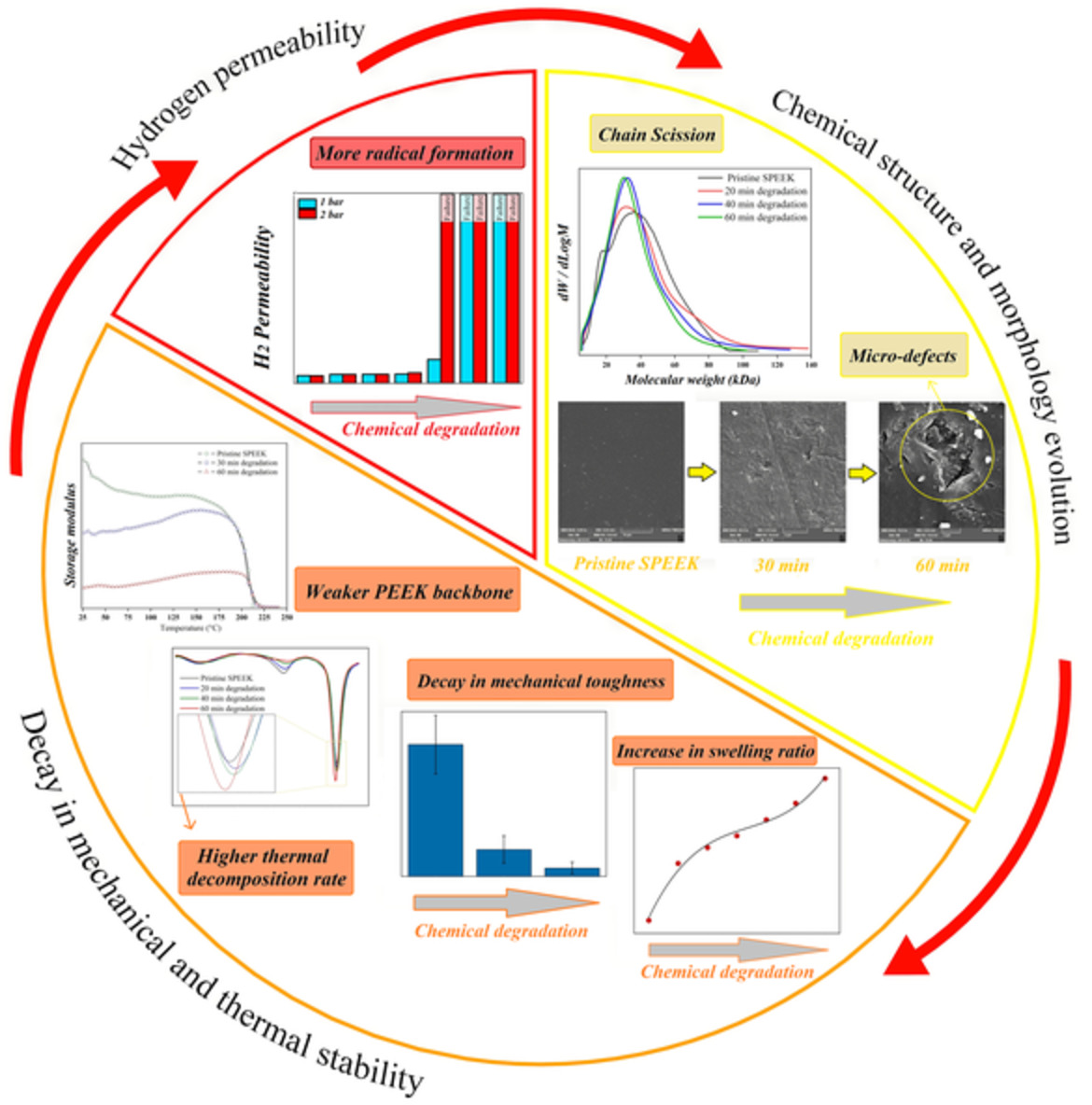 Vicious cycle during chemical degradation of sulfonated aromatic proton exchange membranes in the fuel cell application