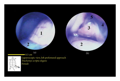 Details are in the caption following the image Details are in the caption following the image