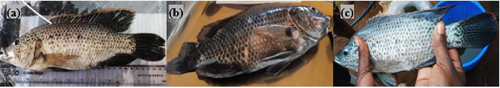 Details are in the caption following the image