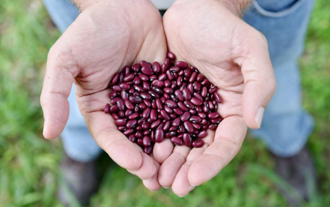 Scaling-up biofortified beans high in iron and zinc through the school-feeding program: A sensory acceptance study with schoolchildren from two departments in southwest Colombia