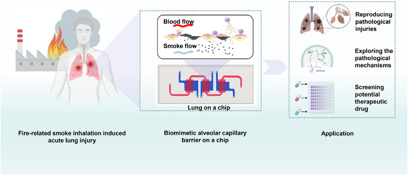 Modeling fire-related smoke inhalation injury using the human lung-on-a-chip and organoid platform: Pathogenesis insights and therapeutic evaluation