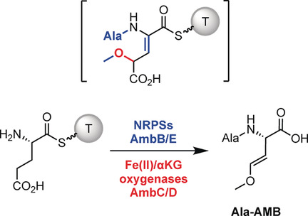 In Vitro Biosynthesis of the Nonproteinogenic Amino Acid Methoxyvinylglycine