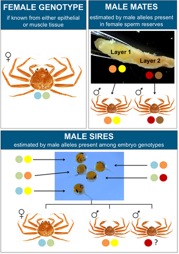 Details are in the caption following the image Details are in the caption following the image