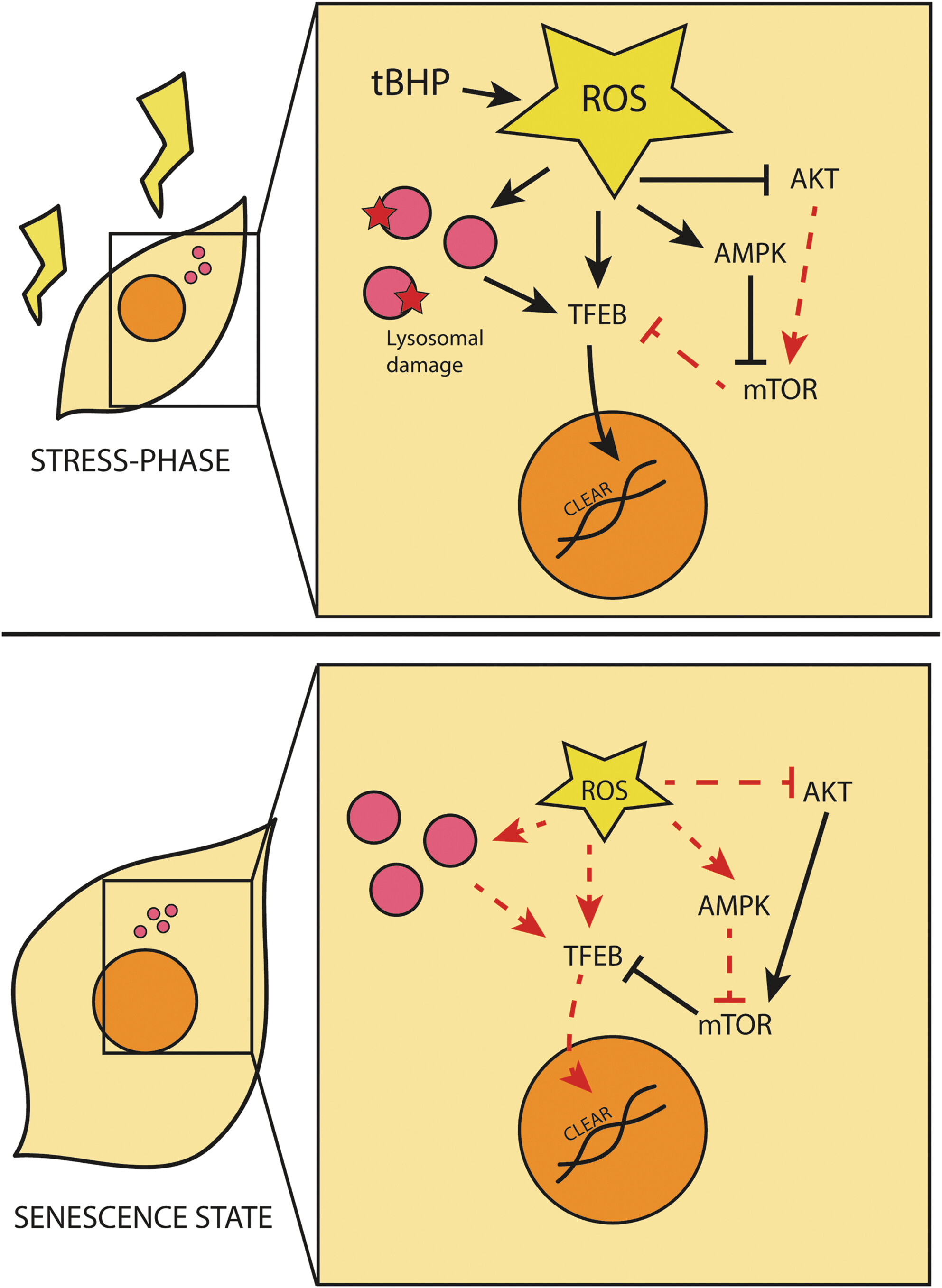 TFEB Orchestrates Stress Recovery and Paves the Way for Senescence Induction in Human Dermal Fibroblasts