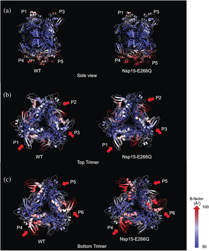 Details are in the caption following the image Details are in the caption following the image