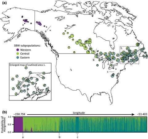 Continent-wide population genomic structure and phylogeography of North America’s most destructive conifer defoliator, the spruce budworm (Choristoneura fumiferana)