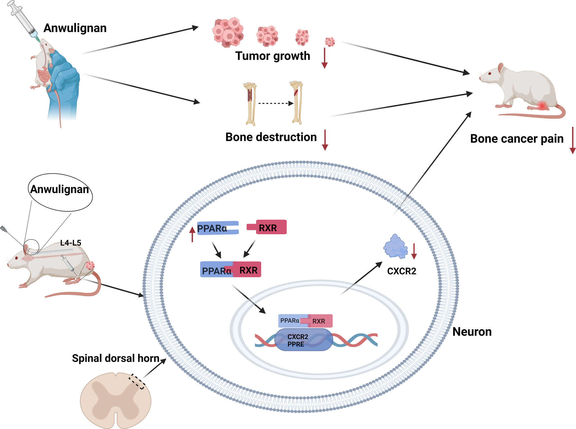 Anwulignan Alleviates Bone Cancer Pain by Modulating the PPARα/CXCR2 Signaling Pathway in the Rat Spinal Cord