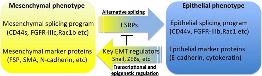 Epithelial–mesenchymal transition is regulated at post-transcriptional levels by transforming growth factor-β signaling during tumor progression