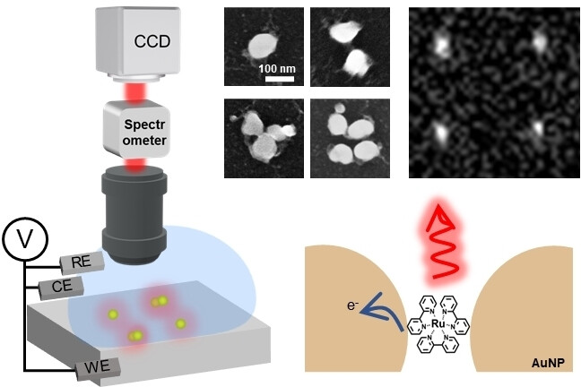 Plasmon-Enhanced Electrochemiluminescence at the Single-Nanoparticle Level