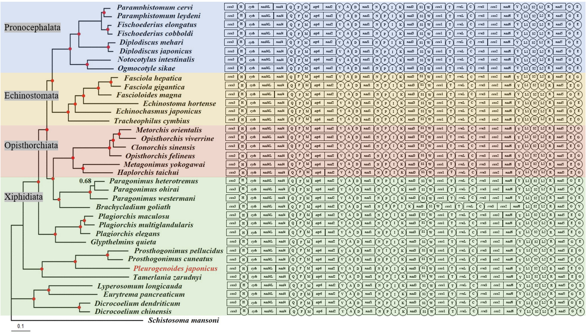 Characterization of the Complete Mitochondrial Genome of Pleurogenoides japonicus (Digenea, Pleurogenidae): Comparison With the Members of Microphalloidea and Phylogenetic Implications