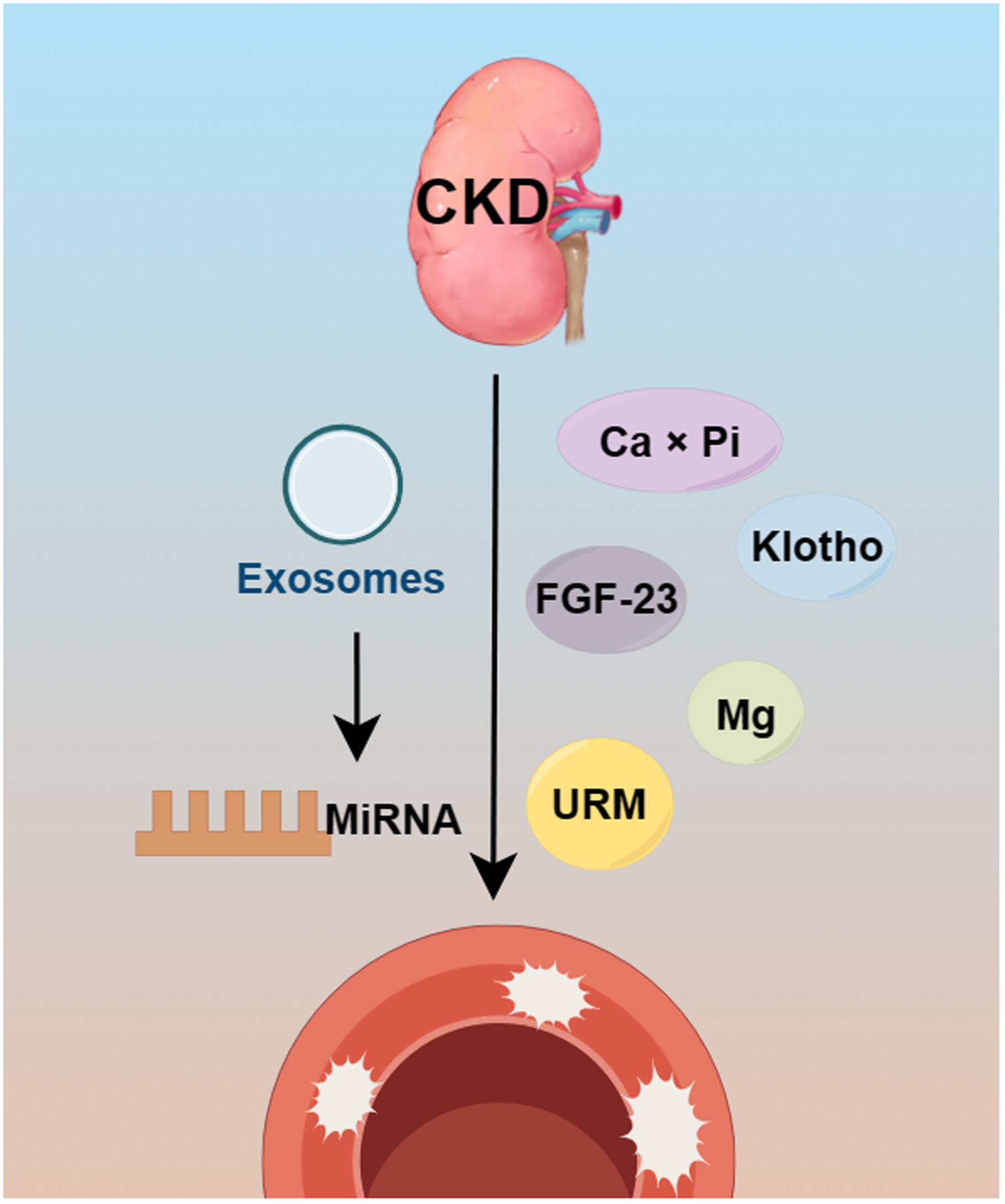 Advances in the mechanisms of vascular calcification in chronic kidney disease