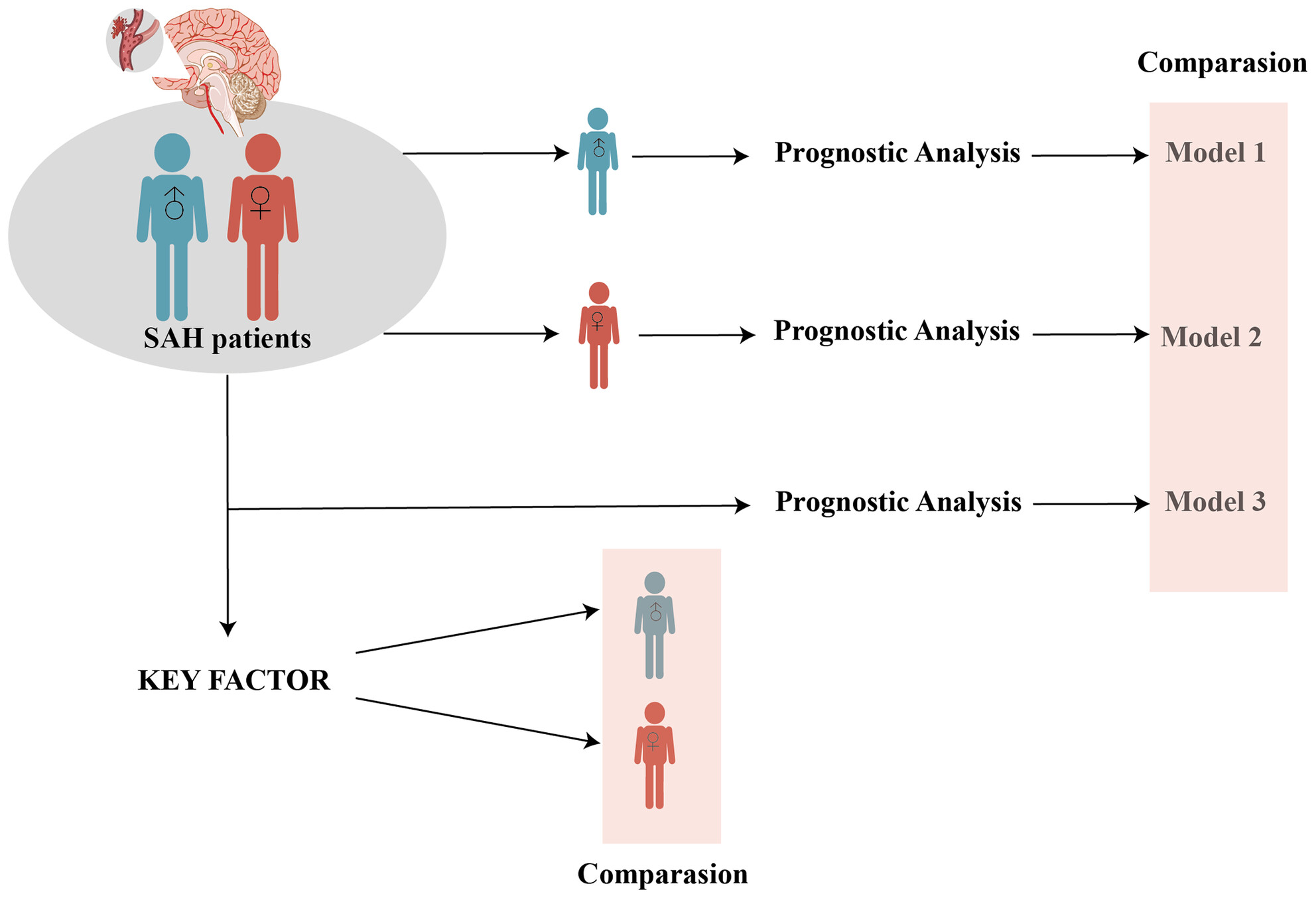 Gender-specific prognosis models reveal differences in subarachnoid hemorrhage patients between sexes