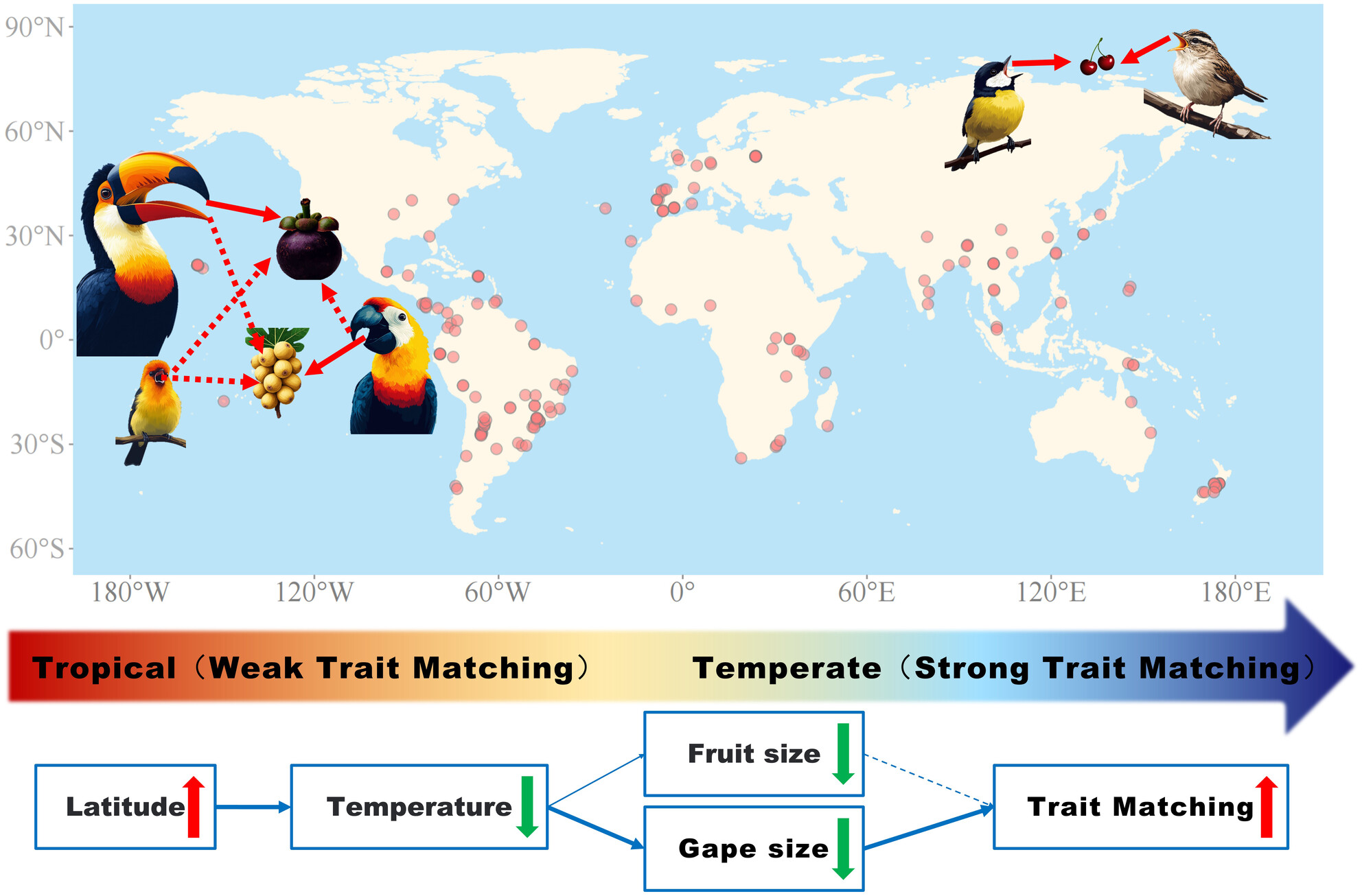Global Avian Frugivore-Fruit Trait Matching Decreases Toward the Tropics