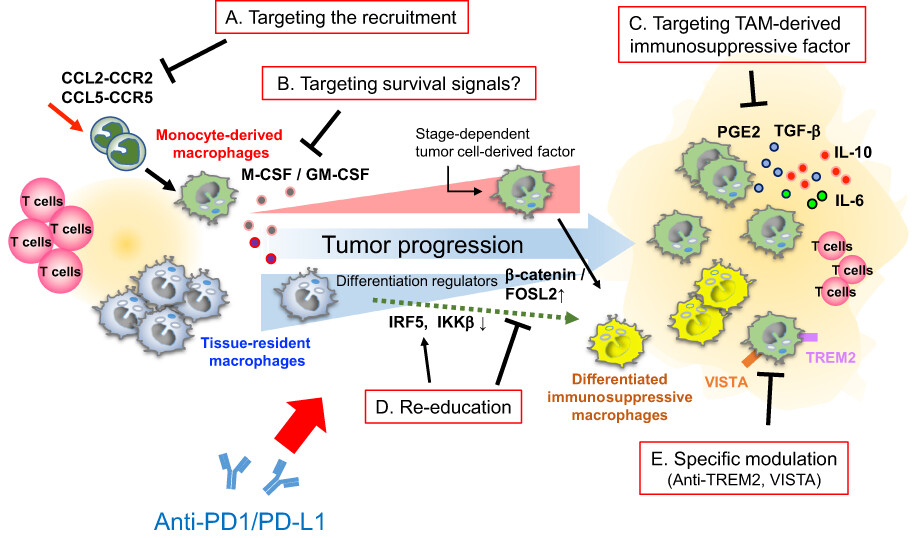 Involvement of protumor macrophages in breast cancer progression and characterization of macrophage phenotypes