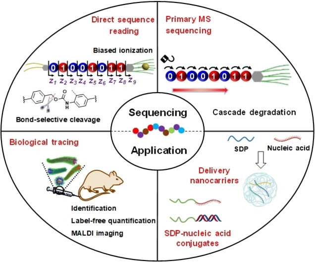 Precision Sequence-Defined Polymers: From Sequencing to Biological Functions