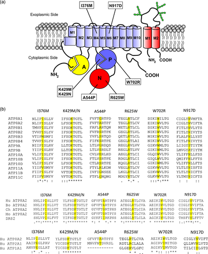 Details are in the caption following the image Details are in the caption following the image