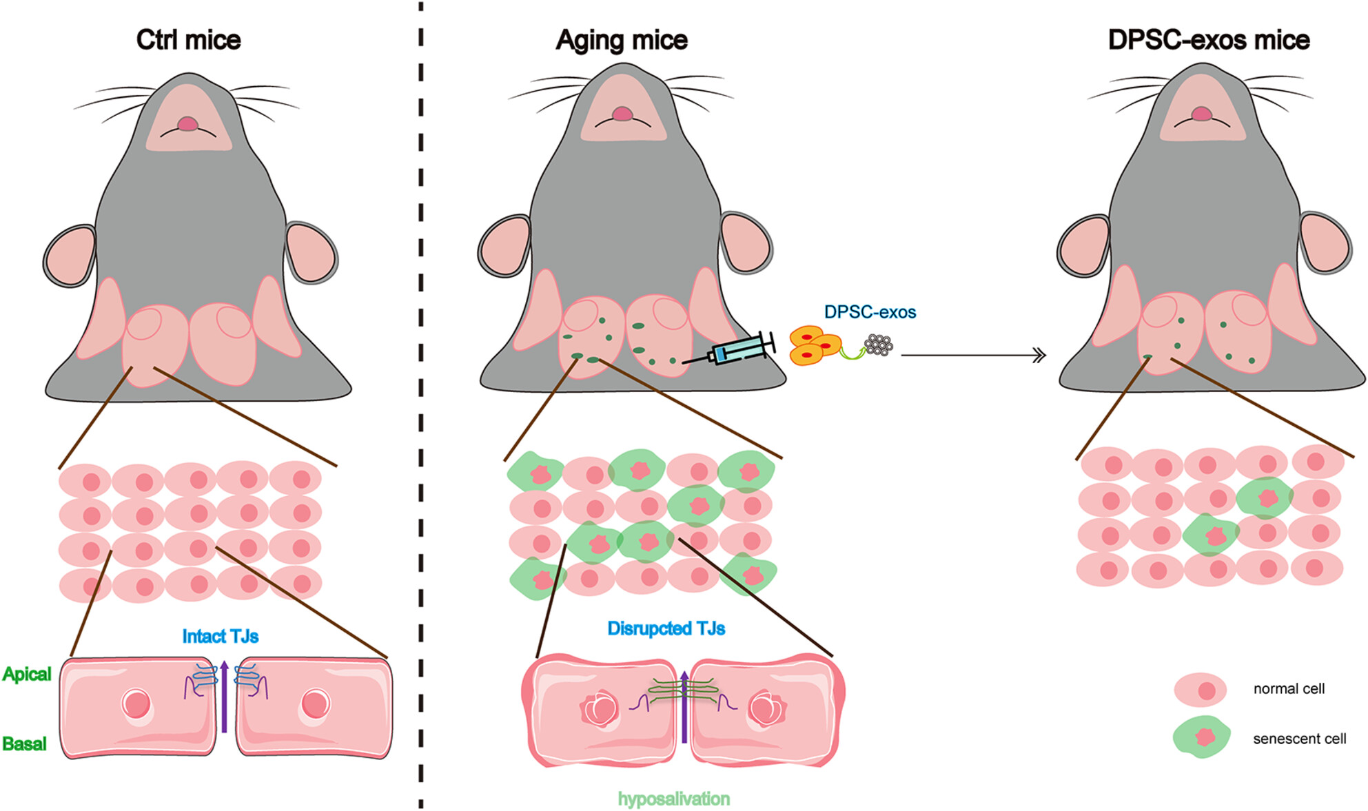 Cellular Senescence Contributes to the Dysfunction of Tight Junctions in Submandibular Glands of Aging Mice
