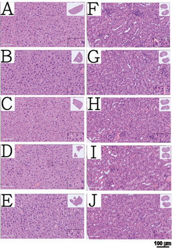 Details are in the caption following the image Details are in the caption following the image