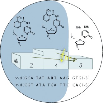 Influence of the Absolute Configuration of NPE-Caged Cytosine on DNA Single Base Pair Stability