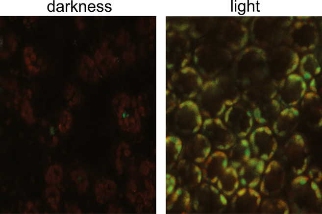 Green Light to Plant Responses to Pathogens: The Role of Chloroplast Light-Dependent Signaling in Biotic Stress