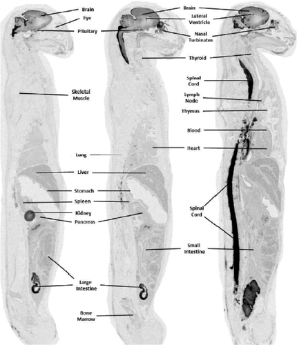 Details are in the caption following the image Details are in the caption following the image
