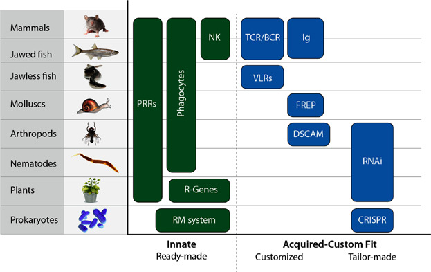 Do all creatures possess an acquired immune system of some sort?