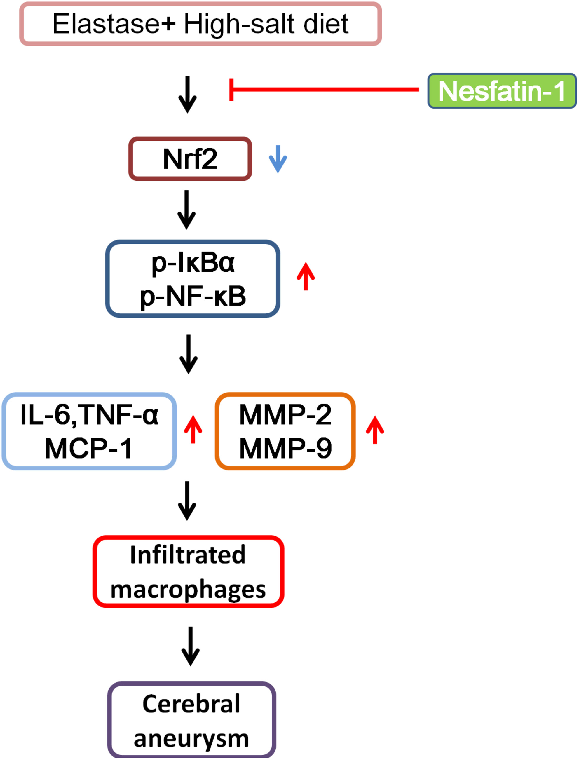Nesfatin-1 inhibits cerebral aneurysms by activating Nrf2 and inhibiting NF-κB signaling