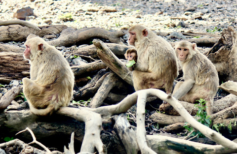 Rhesus macaques compensate for reproductive delay following ecological adversity early in life