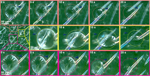Details are in the caption following the image Details are in the caption following the image
