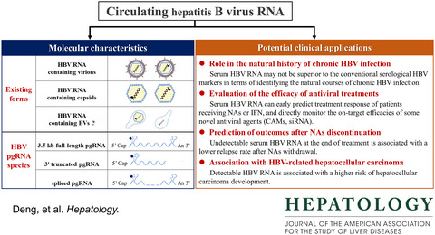 Circulating HBV RNA: From biology to clinical applications