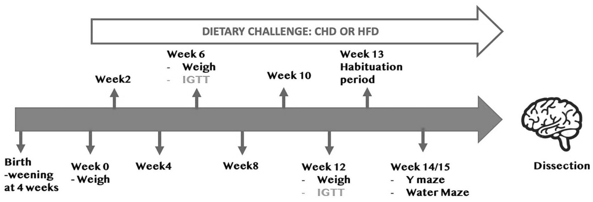 The collaborative cross mouse for studying the effect of host genetic background on memory impairments due to obesity and diabetes