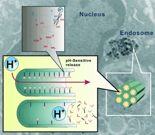 Intracellular pH-Responsive Mesoporous Silica Nanoparticles for the Controlled Release of Anticancer Chemotherapeutics