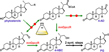 A Dual Role Reductase from Phytosterols Catabolism Enables the Efficient Production of Valuable Steroid Precursors