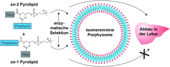 Enzymatic Regioselection for the Synthesis and Biodegradation of Porphysome Nanovesicles