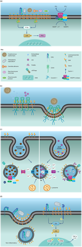Details are in the caption following the image Details are in the caption following the image