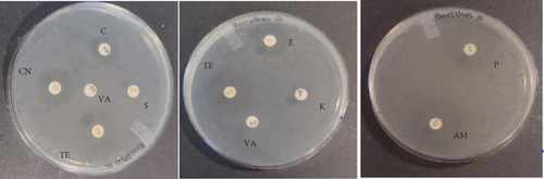 Details are in the caption following the image Details are in the caption following the image