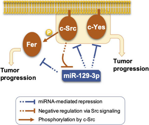 c-Src promotes tumor progression through downregulation of microRNA-129-1-3p
