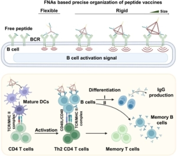 Precise Epitope Organization with Self-adjuvant Framework Nucleic Acid for Efficient COVID-19 Peptide Vaccine Construction