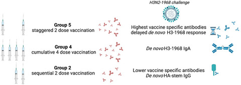 Repeated influenza vaccination provides cumulative protection from distinct H3N2 viruses