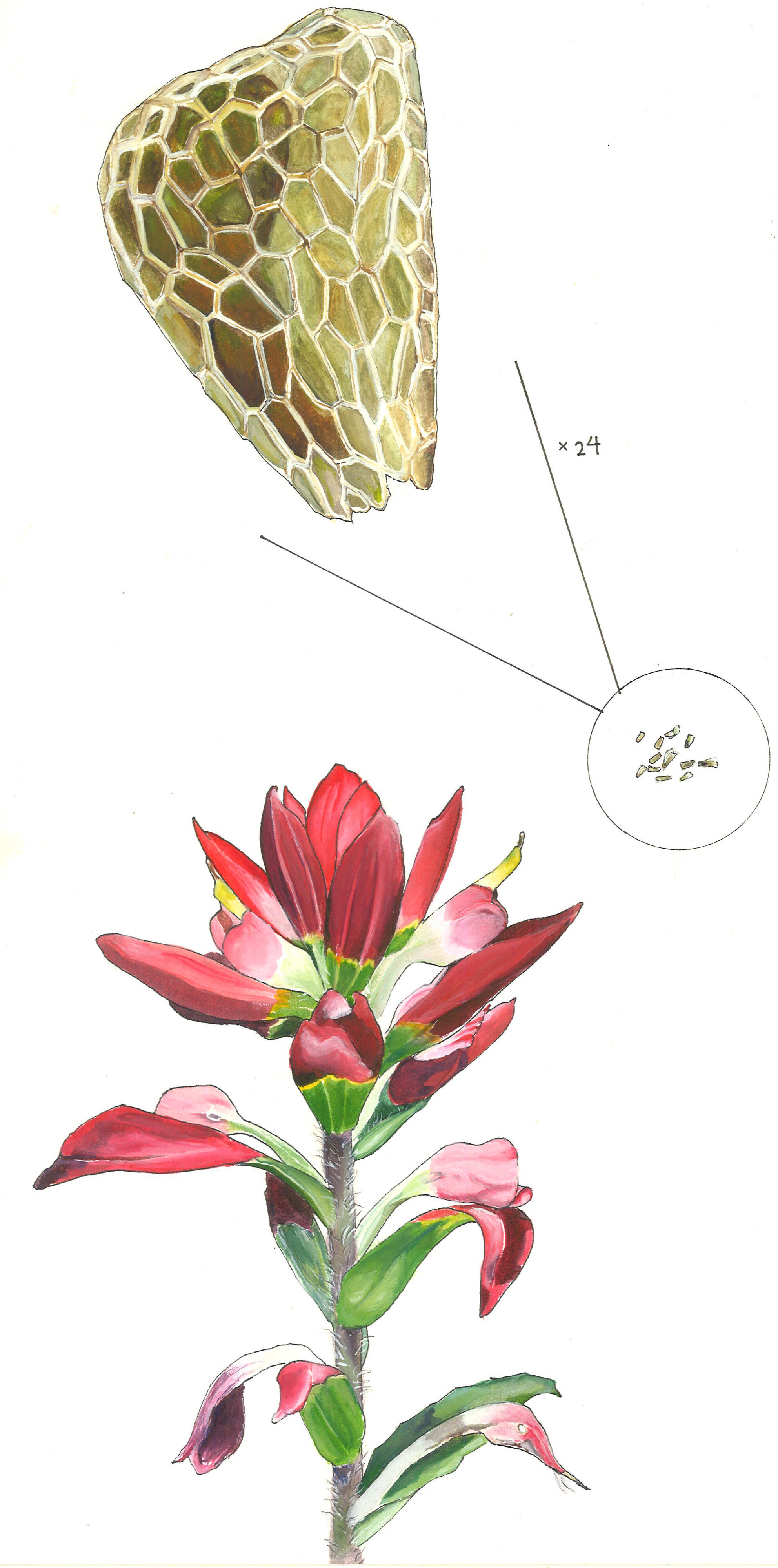 A test of balanced fitness limitations theory: Pollen limitation in plants