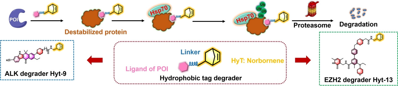 Discovery of Norbornene as a Novel Hydrophobic Tag Applied in Protein Degradation