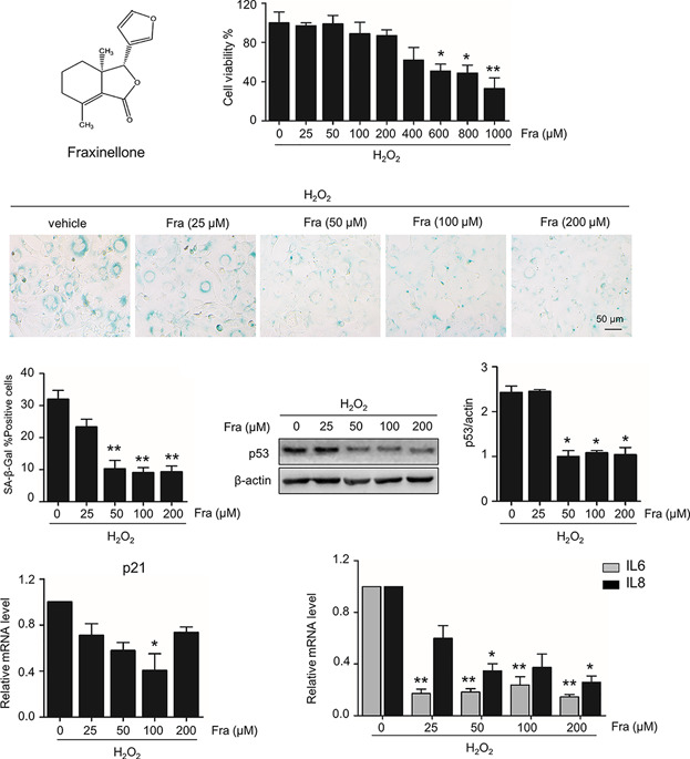 The inhibitory effect in Fraxinellone on oxidative stress-induced senescence correlates with AMP-activated protein kinase-dependent autophagy restoration