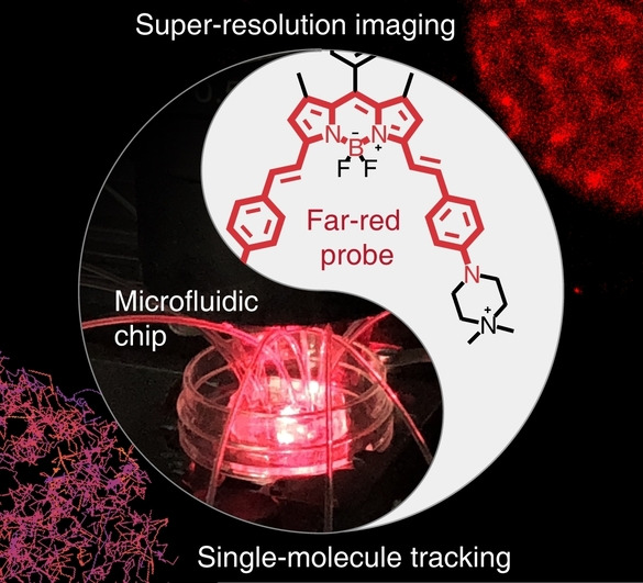 Integrating a Far-Red Fluorescent Probe with a Microfluidic Platform for Super-Resolution Imaging of Live Erythrocyte Membrane Dynamics**