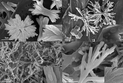 Mineralization of Calcium Carbonate Induced by Egg Substrate and an Electric Field