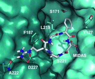 Konformative Kontrolle über Integrin-Subtyp-Selektivitäten in isoDGR-Peptidmotiven: ein biologischer Schalter